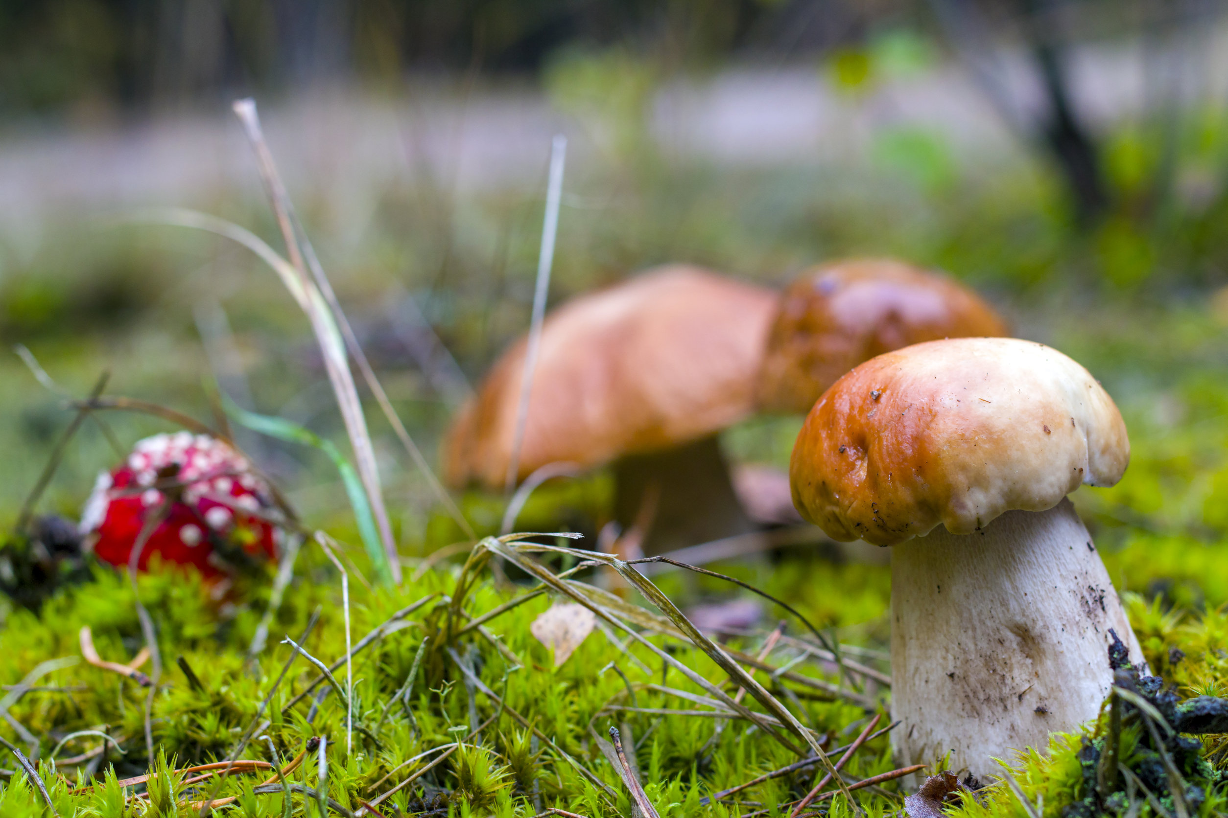 mushroom spores for sale